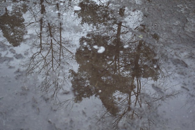Puddle with trees in reflection.